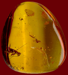 Amber is the fossilized, hardened resin of ancient trees. Most of the world's amber is found in the shallow waters of the Baltic sea and in its formation captures insects, and other objects.